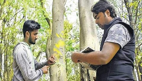 ಮರಗಳ ಗಣತಿ