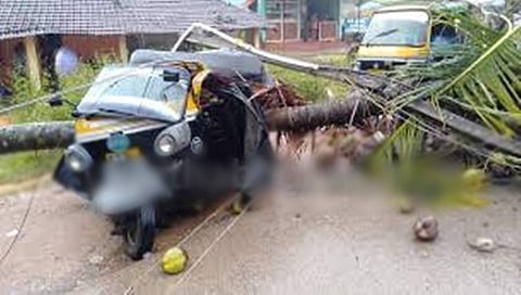 ಆಟೋ ಮೇಲೆ ಬಿದ್ದ ತೆಂಗಿನ ಮರ, ಕೂದಲೆಳೆ ಅಂತರದಲ್ಲಿ ಚಾಲಕ ಪಾರು