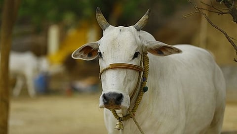 ರಾಷ್ಟ್ರೀಯ ಕಾಮಧೇನು ಆಯೋಗ