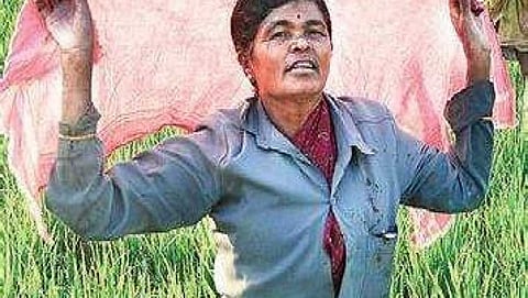 ವೆಂಕಟರಾಯನದೊಡ್ಡಿ ಗ್ರಾಮದಲ್ಲಿ ಗದ್ದೆಯಲ್ಲಿ ಕೆಲಸ ಮಾಡುತ್ತಿರುವ ಮಹಿಳೆ