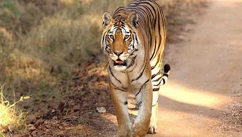 ಸಂಗ್ರಹ ಚಿತ್ರ