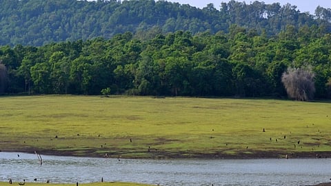 ಭದ್ರಾ ಹುಲಿ ಮೀಸಲು ಅರಣ್ಯ