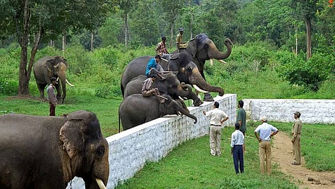 ದುಬಾರೆ ಆನೆ ಶಿಬಿರ(ಸಂಗ್ರಹ ಚಿತ್ರ)
