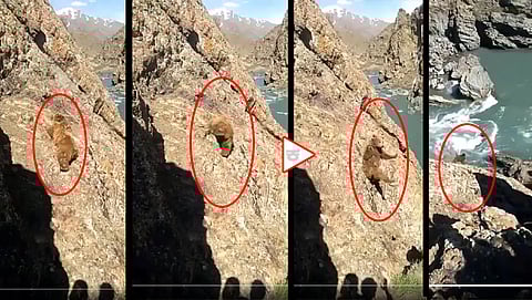 ಕರಡಿ ಮರಿಯ ಮೇಲೂ ಕಲ್ಲು ತೂರಾಟ