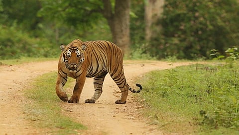 ಸಂಗ್ರಹ ಚಿತ್ರ