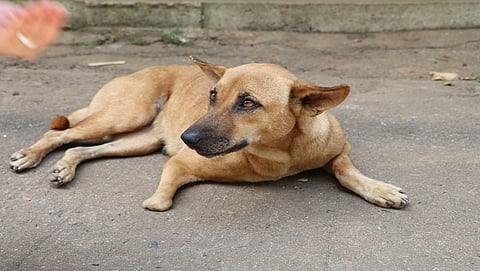 ಸಂಗ್ರಹ ಚಿತ್ರ