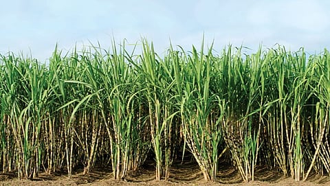 ಸಾಂದರ್ಭಿಕ ಚಿತ್ರ