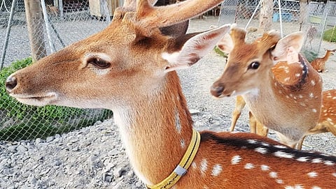 ಸಾಂದರ್ಭಿಕ ಚಿತ್ರ