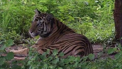 ಸಾಂದರ್ಭಿಕ ಚಿತ್ರ