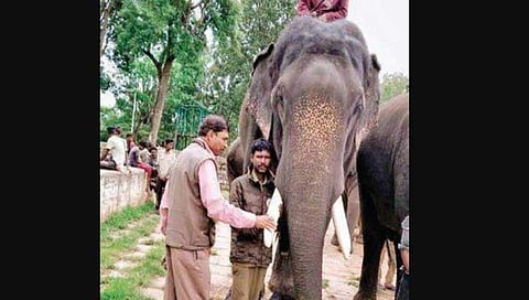 ಅರ್ಜುನ ಆನೆ