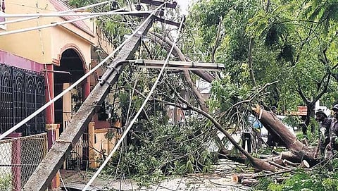 ರಸ್ತೆ ಮೇಲೆ ಮರ ಬಿದ್ದಿರುವ ಚಿತ್ರ