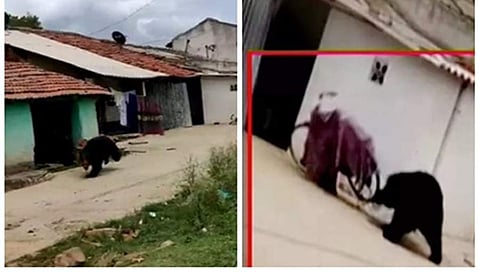 ಚಿತ್ರದುರ್ಗ: ಕರಡಿ ದಾಳಿಗೆ ಓರ್ವ ಬಲಿ, ನಾಲ್ವರಿಗೆ ಗಾಯ