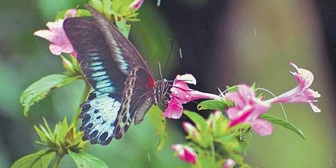 ಸಾಂದಂರ್ಭಿಕ ಚಿತ್ರ