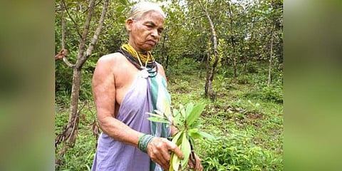 ಪದ್ಮಶ್ರೀ ಪುರಸ್ಕೃತ ತುಳಸೀಗೌಡ