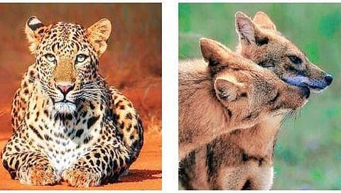 ಕೊಪ್ಪಳದ ವನ್ಯಜೀವಿ ಸಂಪತ್ತನ್ನು ಅನಾವರಣಗೊಳಿಸುವ ಅಪರೂಪದ ಸಾಕ್ಷ್ಯಚಿತ್ರ ಬಿಡುಗಡೆಗೆ ಸಜ್ಜು