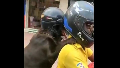 ಸವಾರನ ಜೊತೆ ಹೆಲ್ಮೆಟ್ ಧರಿಸಿ ಸವಾರಿ ಮಾಡಿದ ನಾಯಿಯ ಸ್ಟೈಲ್ ನೋಡಿ!