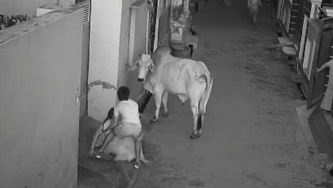ಗೂಳಿ, ಅಜ್ಜಿ, ಮೊಮ್ಮಗನ ಚಿತ್ರ