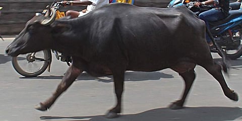 ಸಂಗ್ರಹ ಚಿತ್ರ
