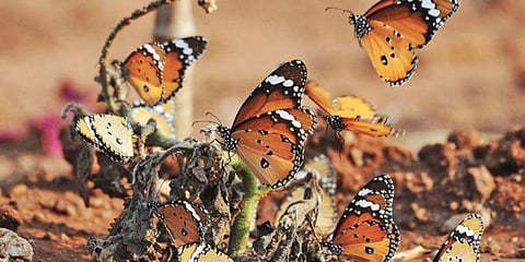 ನಾಗರಹೊಳೆಯಲ್ಲಿ ಚಿಟ್ಟೆ ಗಣತಿ