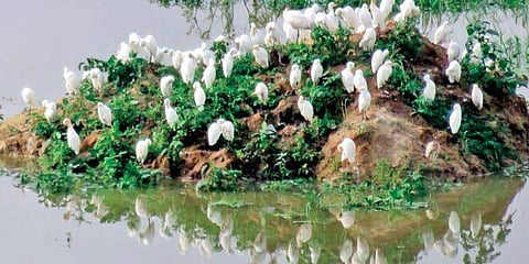 ಬೆಳ್ಳಂದೂರು ಕೆರೆ
