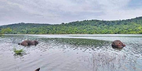 ಕೆರೆಯಲ್ಲಿ ಮೃತಪಟ್ಟಿರುವ ಆನೆಗಳು