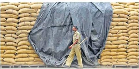 ಎಫ್ ಸಿಐ ಗೋದಾಮಿನಲ್ಲಿ 1,550 ಟನ್ ಗಳಷ್ಟು ಧಾನ್ಯಗಳು ಹಾನಿ, ವ್ಯರ್ಥ!