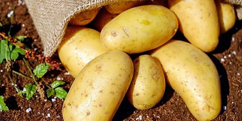 ಸಂಗ್ರಹ ಚಿತ್ರ