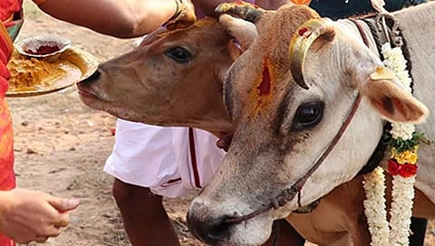 ಗೋಪೂಜೆ