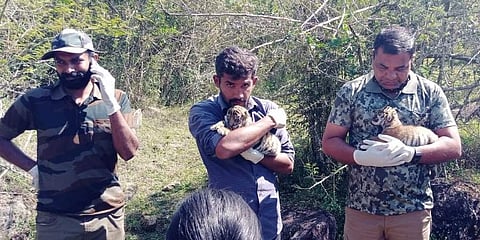 ಹುಲಿ ಮರಿಗಳ ರಕ್ಷಣೆ