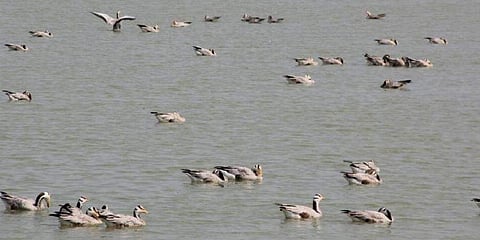 ಮಾಗಡಿ ಕೆರೆಯಲ್ಲಿ ವಿಹರಿಸುತ್ತಿರುವ ಬಾನಾಡಿಗಳು