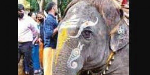 ವಿವಾಹ ಸಮಾರಂಭದಲ್ಲಿ ಆನೆ ಬಳಕೆ ಮಾಡಿರುವುದು