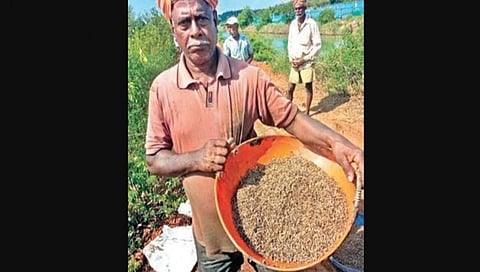 ಗಜನಿ ಕಗ್ಗ ಎಂಬ ಭತ್ತದ ಅಪರೂಪದ ಪ್ರಭೇದ