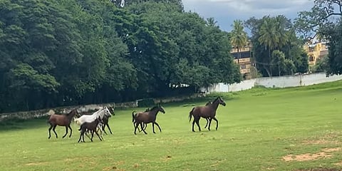 ಕುಣಿಗಲ್ ಸ್ಟಡ್ ಫಾರ್ಮ್