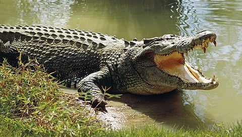 ಸಂಗ್ರಹ ಚಿತ್ರ