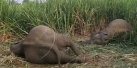 ಆನೆಗಳ ದಾರುಣ ಸಾವು