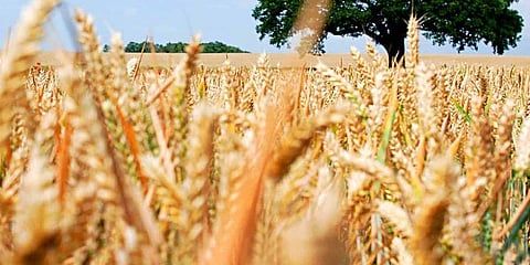 ಪಂಜಾಬ್ ನಲ್ಲಿ 607 ಕೋಟಿ ರೂಪಾಯಿ ಮೌಲ್ಯದ ಗೋಧಿಗೆ ಹಾನಿ!