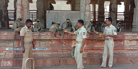 ಹಂಪಿಯಲ್ಲಿ ವಾನರ ಸೇನೆ