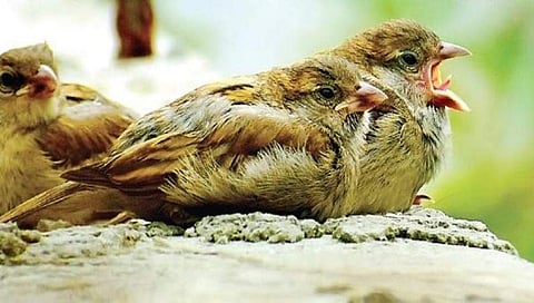 ಗುಬ್ಬಚ್ಚಿ