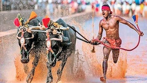 ಕಂಬಳ ಶ್ರೀನಿವಾಸ ಗೌಡ