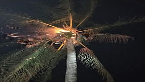 ರಾಯಭಾಗ: ಸಿಡಿಲು ಬಡಿದು ತೆಂಗಿನ ಮರ ಭಸ್ಮ