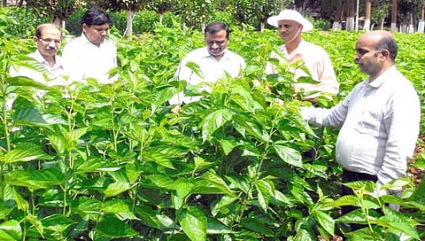 ರೇಷ್ಮೆ ಬೆಳೆಗಾರರ ಸಮಸ್ಯೆ ಪರಿಹಾರಕ್ಕೆ ಹೆಚ್ಚಿನ ಅನುದಾನ ನೀಡಲು ಸಚಿವ ಡಾ. ನಾರಾಯಣ ಗೌಡ ಸಿಎಂಗೆ ಮನವಿ
