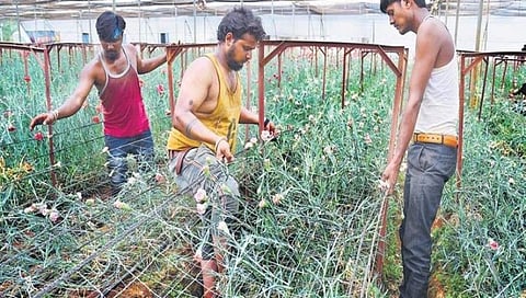 ದೊಡ್ಡಬಳ್ಳಾಪುರ ಹತ್ತಿರ ಪಾಲಿಹೌಸ್ ನಲ್ಲಿ ಹೂಗಳನ್ನು ಕೀಳುತ್ತಿರುವ ಕೆಲಸಗಾರರು