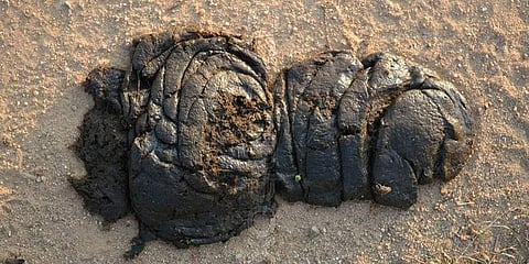 ಸಾಂದರ್ಭಿಕ ಚಿತ್ರ