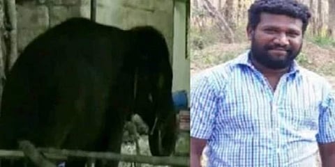 ತಮಿಳುನಾಡು: ಮಾವುತನನ್ನು ಕೊಂದ ದೇವಾಲಯದ ಆನೆ