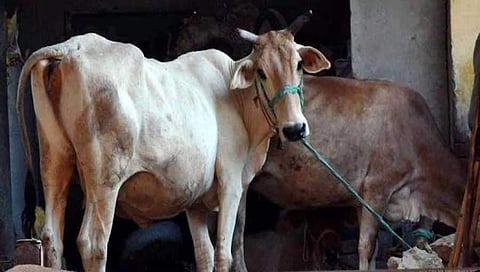 ಸಾಂದರ್ಭಿಕ ಚಿತ್ರ
