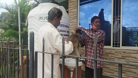 ಗಾಯಕ್ಕೆ ಚಿಕಿತ್ಸೆ ಪಡೆಯಲು ಆಸ್ಪತ್ರೆಗೆ ಬಂದ ಕಾಡು ಕೋತಿ!
