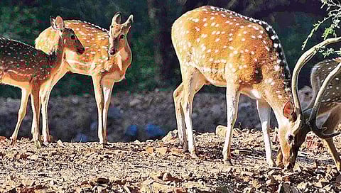 ಸಾಂಬಾರ ಜಿಂಕೆ