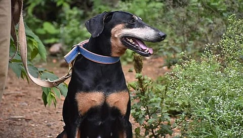 ಪೊಲೀಸ್ ಸ್ನೀಫರ್ ಡಾಗ್ ತುಂಗಾ