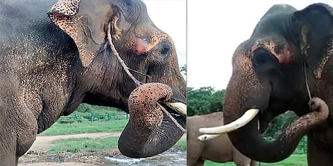 ಕಿವಿ ತುರಿಸಿಕೊಂಡ ಆನೆ
