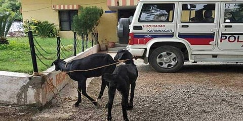 ಮಾಸ್ಕ್ ಧರಿಸದ್ದಕ್ಕೆ ಮೇಕೆಯ ಬಂಧನ!